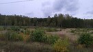 Puszcza Bialowieska , dzalka 23,2674 - 7
