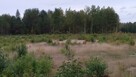 Puszcza Bialowieska , dzalka 23,2674 - 10