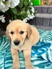 Golden Retriever złote i biszkoptowe szczenięta - 5