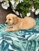 Golden Retriever złote i biszkoptowe szczenięta - 6