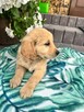 Golden Retriever złote i biszkoptowe szczenięta - 3
