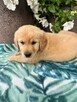 Golden Retriever złote i biszkoptowe szczenięta - 4