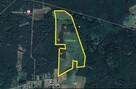 Puszcza Bialowieska , dzalka 23,2674 - 8
