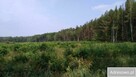 Puszcza Bialowieska , dzalka 23,2674 - 1