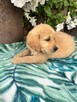 Golden Retriever złote i biszkoptowe szczenięta - 2