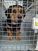 Blagamy o domy dla tych naszych szczeniaków uratujmy Długosi - 2