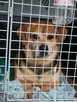Blagamy o domy dla tych naszych szczeniaków uratujmy Długosi - 4