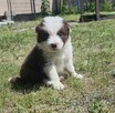 Border collie szczenięta - 11