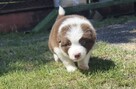 Border collie szczenięta - 5