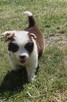 Border collie szczenięta - 8