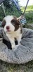 Border collie szczenięta - 4