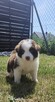 Border collie szczenięta - 15