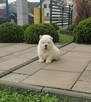 Chow Chow - 4