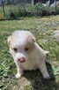 Border collie szczenięta - 14