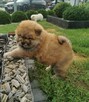 Chow Chow - 3