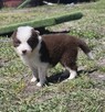 Border collie szczenięta - 9