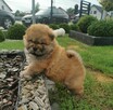 Chow Chow - 2