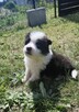 Border collie szczenięta - 16