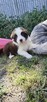 Border collie szczenięta - 2