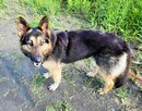 LIMA - cudowna sunia owczarka niemieckiego do adopcji - 3