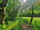 Działka budowlana Pogorzel gm. Celestynów, al. Leśna - 5