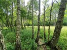 Działka budowlana Pogorzel gm. Celestynów, al. Leśna - 6
