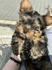 York terrier - 4