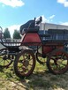 Bryczka na dużego konia - 6