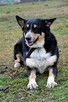 Moli szuka domu, suczka, młoda, w typie border collie - 4