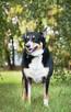 Moli szuka domu, suczka, młoda, w typie border collie - 6