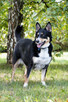 Moli szuka domu, suczka, młoda, w typie border collie - 2