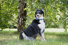 Moli szuka domu, suczka, młoda, w typie border collie - 5