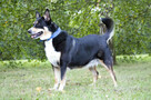 Moli szuka domu, suczka, młoda, w typie border collie - 8