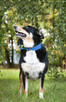Moli szuka domu, suczka, młoda, w typie border collie - 7