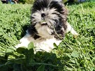 Shih tzu szczeniaki - 4