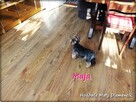 Yorkshire Terrier York Maja z Rodowodem do najlepszego domku - 7