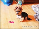 Yorkshire Terrier York Maja z Rodowodem do najlepszego domku - 8