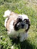 Shih tzu szczeniaki - 3