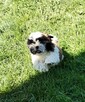 Shih tzu szczeniaki - 1