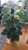 Sztuczny Filodendron – Monstera - 5
