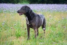Rex szuka domu, pies, młody, w typie labradora - 7