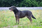 Rex szuka domu, pies, młody, w typie labradora - 5