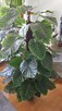 Sztuczny Filodendron – Monstera - 4