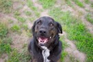 Rex szuka domu, pies, młody, w typie labradora - 2