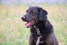 Rex szuka domu, pies, młody, w typie labradora - 4
