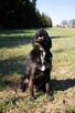 Rex szuka domu, pies, młody, w typie labradora - 8