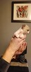 Malutki piesek Chihuahua. - 2