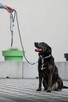 Rex szuka domu, pies, młody, w typie labradora - 9
