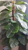 Sztuczny Filodendron – Monstera - 3