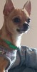 Malutki piesek Chihuahua. - 6